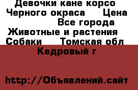 Девочки кане корсо. Черного окраса.  › Цена ­ 65 000 - Все города Животные и растения » Собаки   . Томская обл.,Кедровый г.